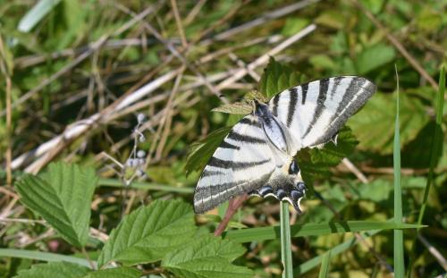Iphiclides podalirius